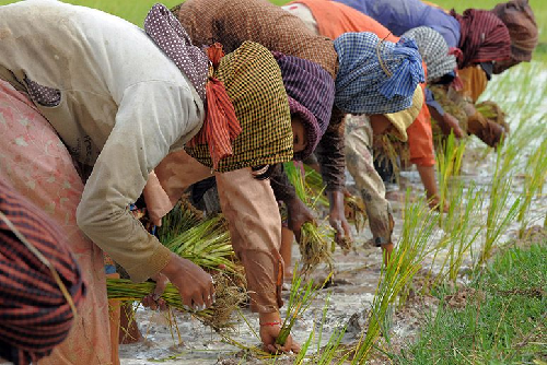 Afadjato women rice farmers commended for resilience