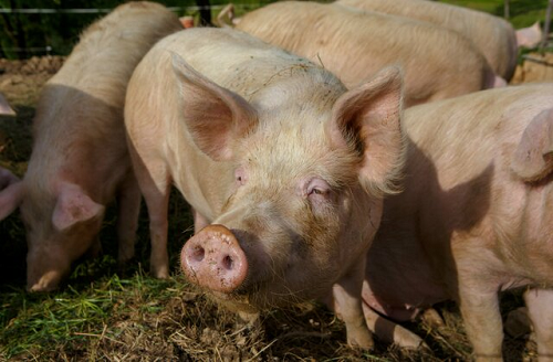 Swine fever outbreak in Bono Region: 200 Pigs in 7 farms killed