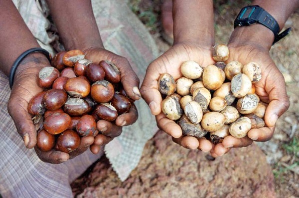 Global Shea Alliance builds capacity of SMEs in shea nuts sector