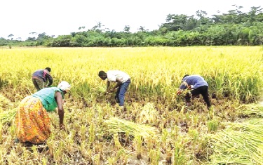 Some rice farmers harvesting their crop