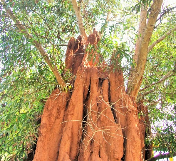 Harmony between anthill and tree 