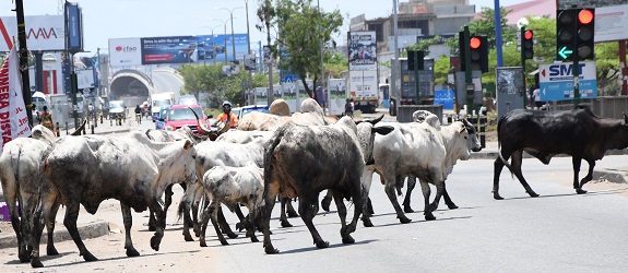 Cattle take over Accra Central Business District