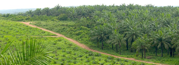 A palm plantation of the GOPDC