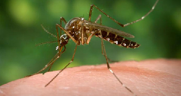 Play your role to end malaria: Dr Malm urges youngsters