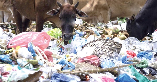 A cow feeding on waste, among which is plastics