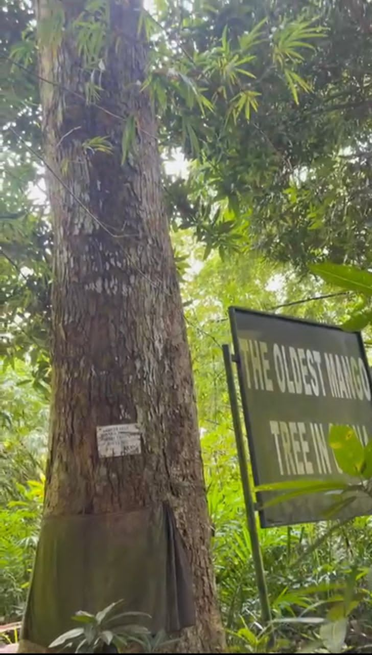 Assin Praso’s 340 year-old mango tree is the oldest in West Africa and still fruitful