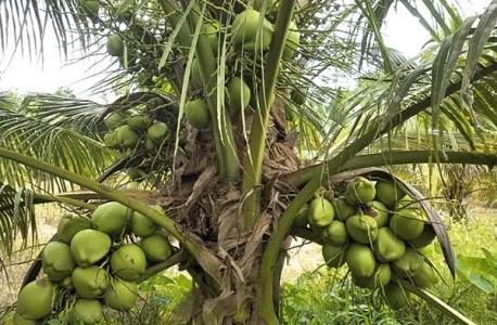 Second edition of International Coconut Festival launched at Ellembele