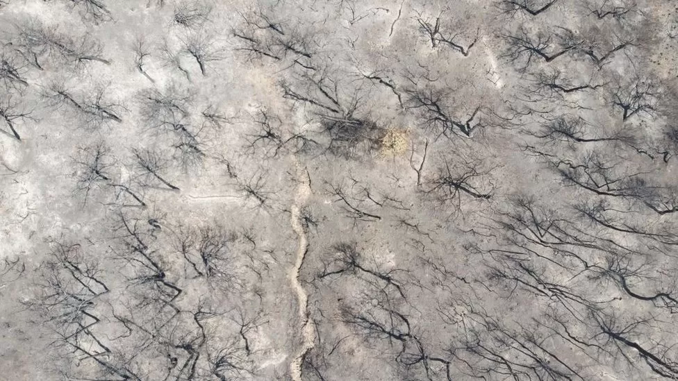 Climate change: 'Staggering' rate of global tree losses from fires