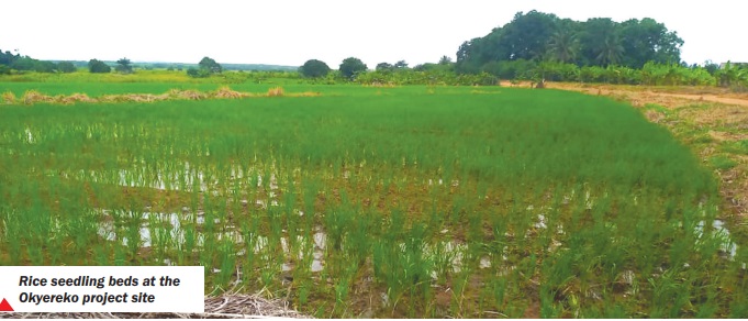 Making Central Region hub of rice production