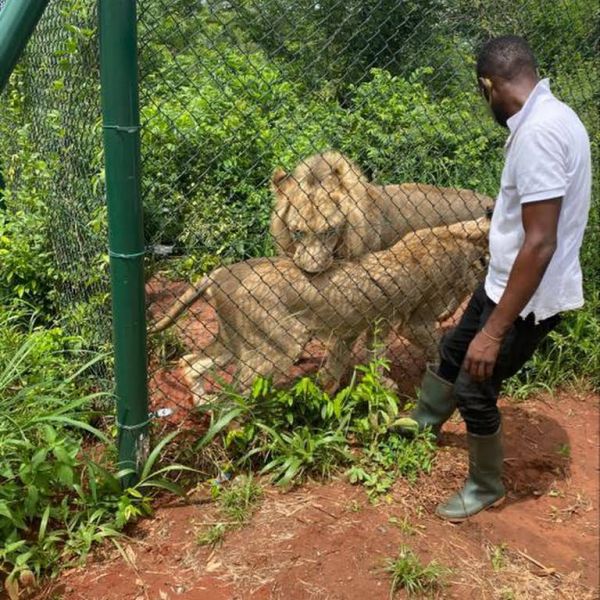 Lion kills man who entered its enclosure at Accra Zoo