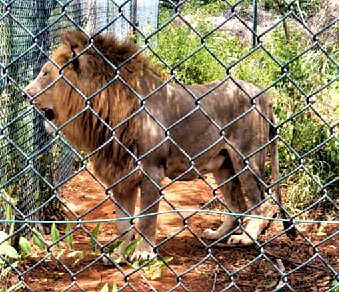 The Accra zoo closed down for investigations into an alleged lion attack