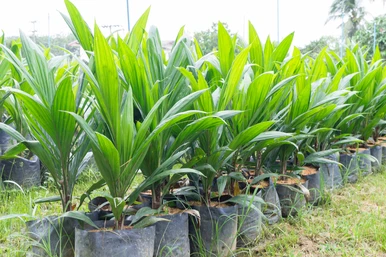 247 Farmers receive improved coconut, palm oil seedlings