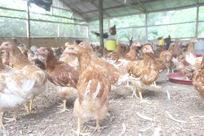 A poultry farm at Wamfie,  capital of the Dormaa East District 
