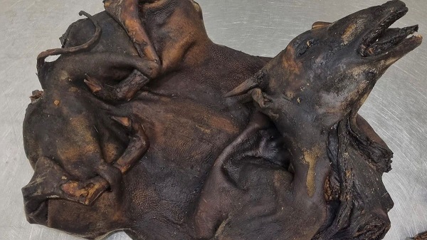 Customs officers found the two animals during luggage check at the Munich airport (Image: Hauptzollamt Munchen/Newsflash)