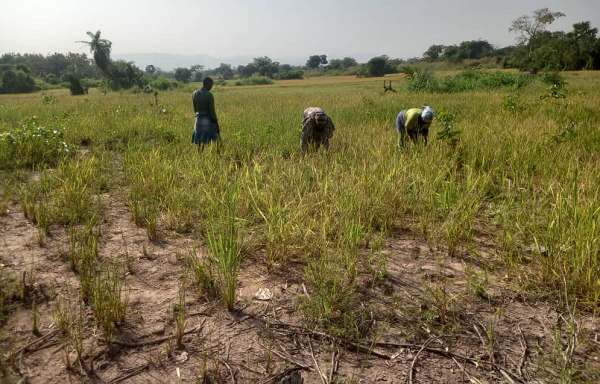 Women rice farmers In Afadjato 