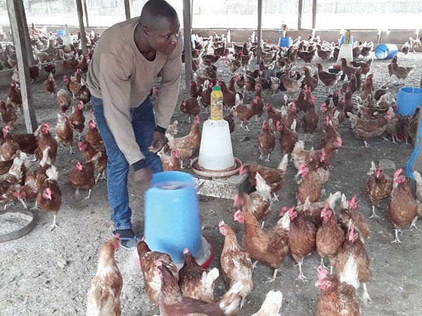 80% poultry ventures fold up — Association