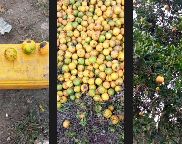 Acres of orange farm attacked by black spot disease in Eastern region
