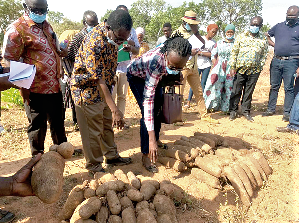 Dr Emmanuel Chamba (2nd from left), briefing  the leader of the NVRRC, Dr Paulina Addy, on the new yam varieties