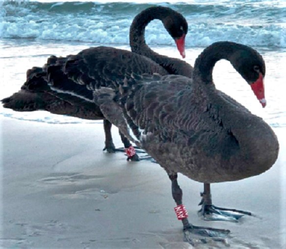 Black swans, ominent signs
