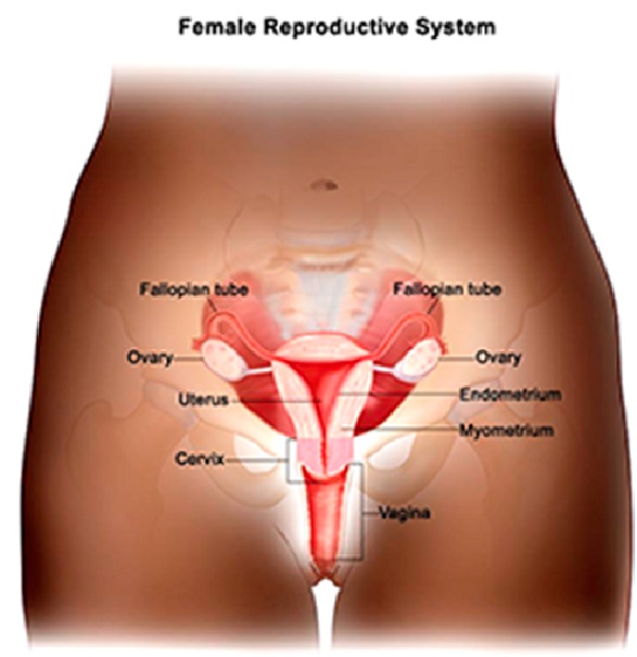 The female reproductive system