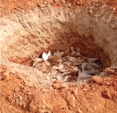 The Culled birds dumped in a pit for incineration
