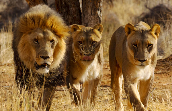  The pride of stray lions which were sighted outside the Nairobi National Park in October 2019. PHOTO | COURTESY Nairobi News