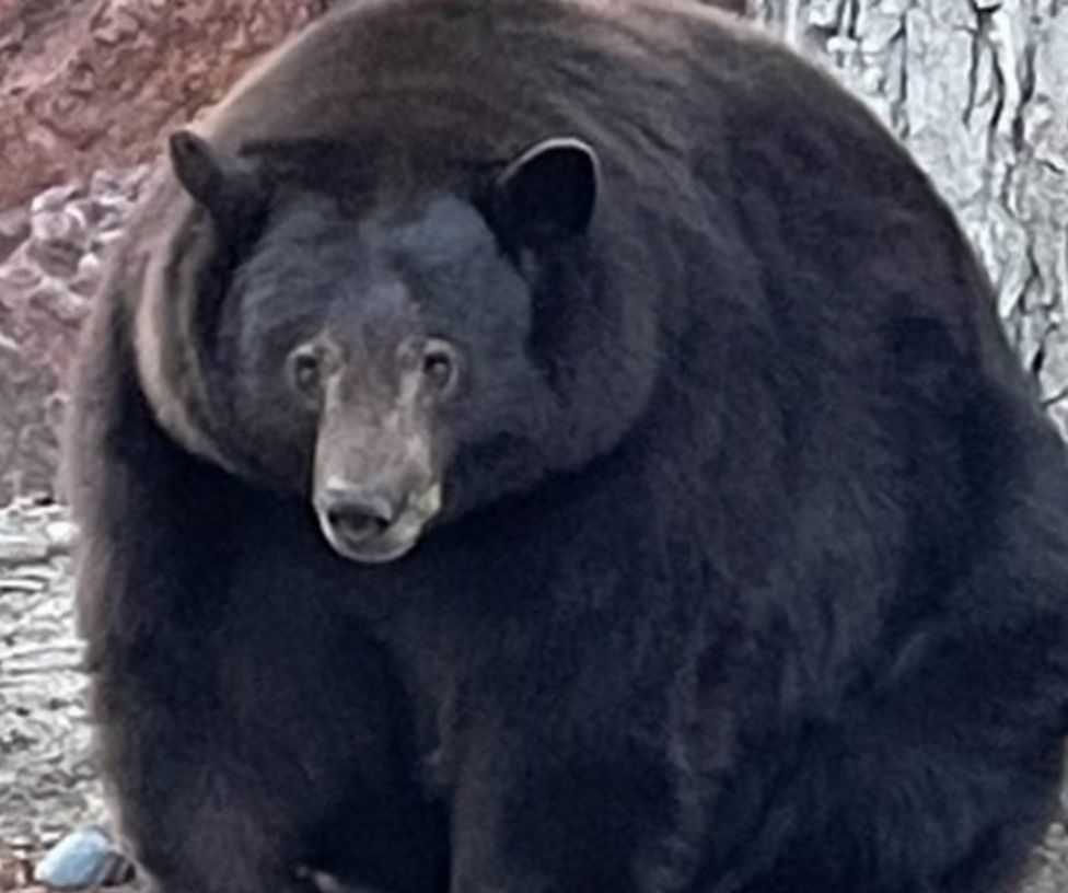 Bear named 'Hank the Tank' wanted by US Police