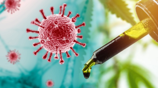 Cannabinoids could be developed into drugs to prevent or treat Covid-19. (Credits: Alamy Stock Photo)