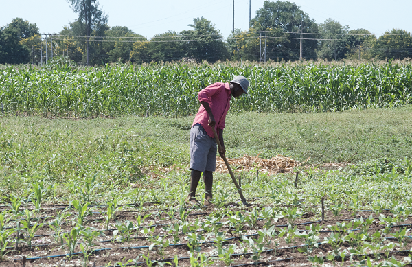 A farmer working on his field