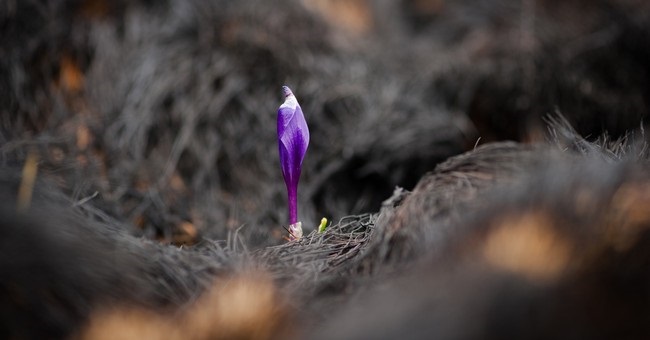‘Beauty from ashes’
