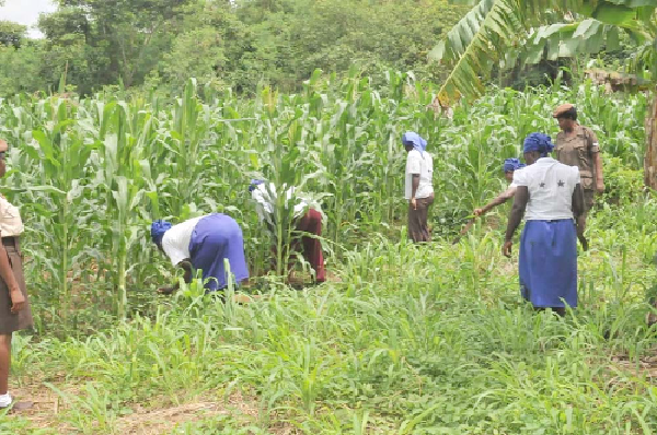   Some female prisoners working on a farm