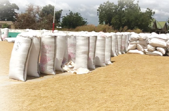 A heap of Paddy Rice waiting for buyers