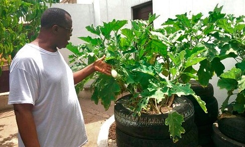 Dr Paul Kofi Fynn, the writer, admiring the fruits from his garden