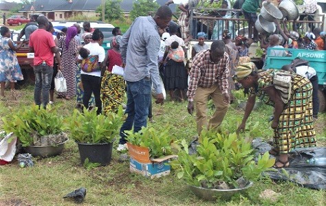 Some farmers busily picking some of the seedlings for planting