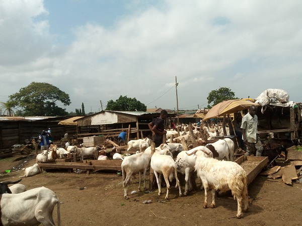 Turaku: A livestock community