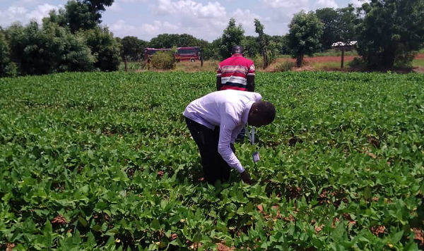 Dr Nboyine examining some of the newly cultivated Bt Cowpea on a trial field at Nyankpala