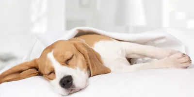 Do dogs dream?
