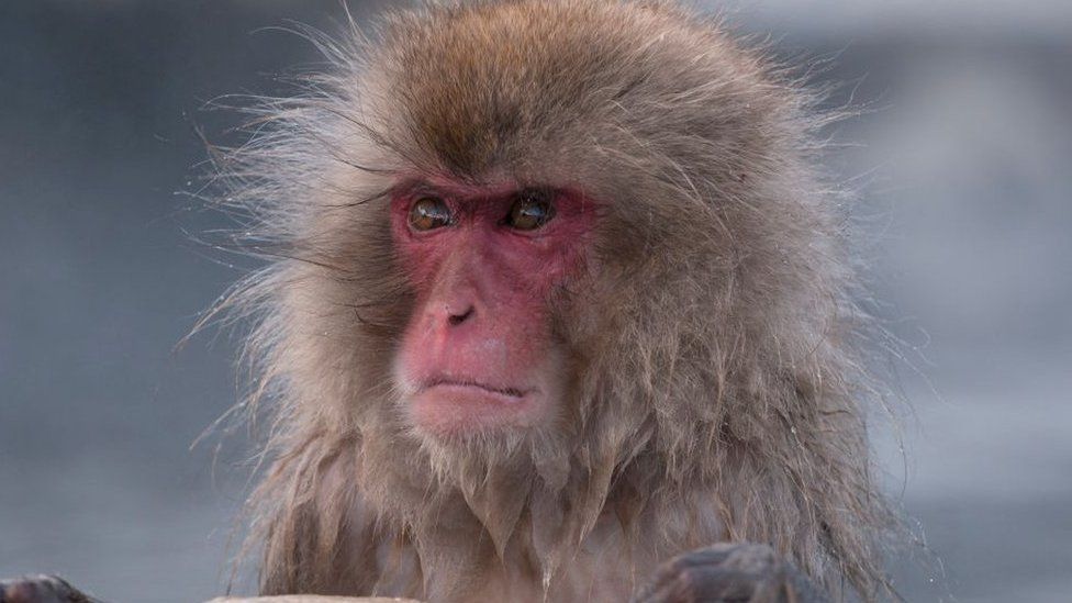 Japan's police to take measures after wild monkey rampages