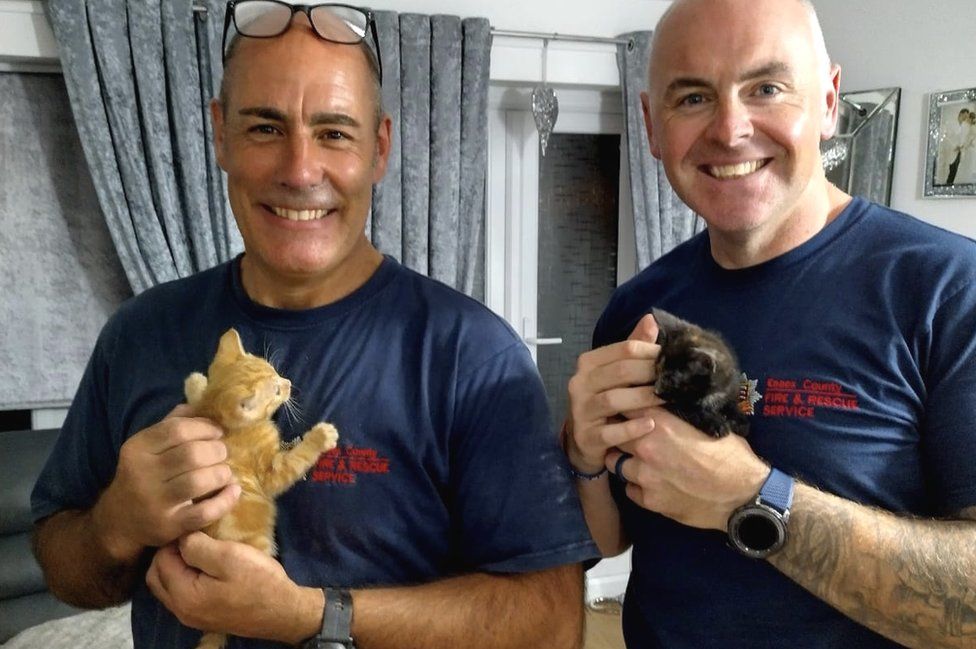 Witham: Two kittens rescued after getting stuck behind toilet