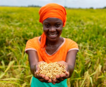 A farmer on a rice farm in the Volta Region. 