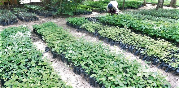 One of the designated centres at Amasaman in the Ga West District for the collection of seedlings for planting on the Green Ghana Day next Friday. Picture: EMMANUEL QUAYE