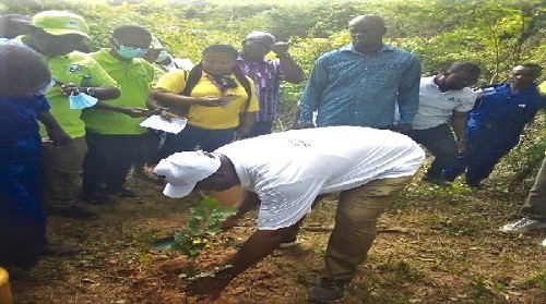 Ken Arthur, the Deputy Chief Executive Officer of VRA in charge of Services, planting a symbolic tree at the Sapawsu Forest Reserve