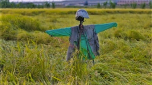 A scarecrow in a field