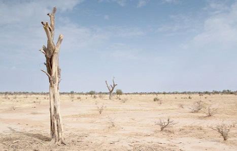 Consistent, deliberate action critical to stop desertification