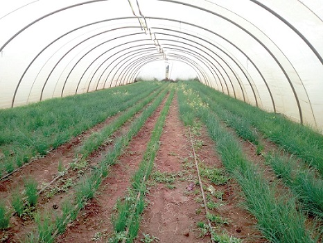 Greenhouses are crucial in boosting the vegetable industry in the country