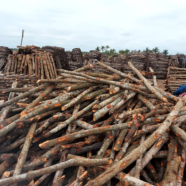 Dried mangroves for firewood at Anloga
