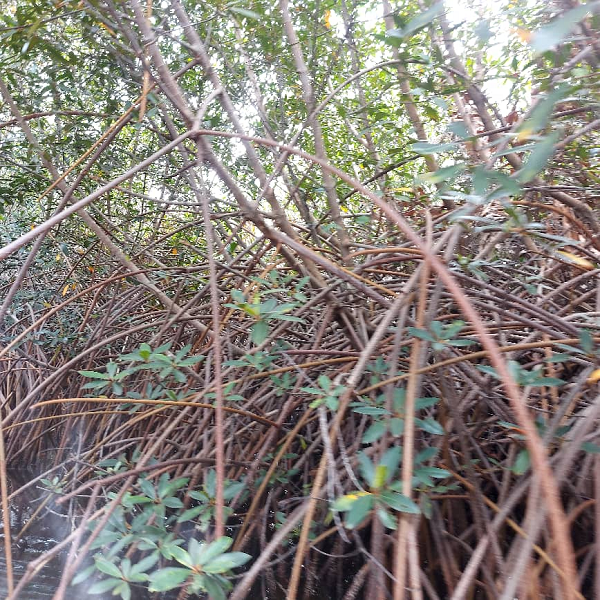 Some roots of red mangroves 