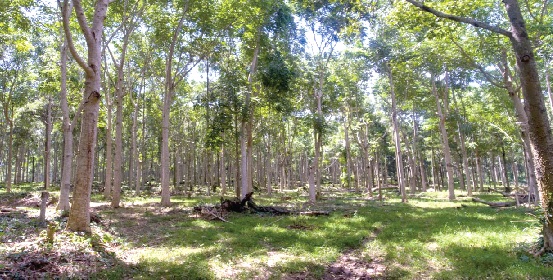  A section of the Pra-Anum plantation