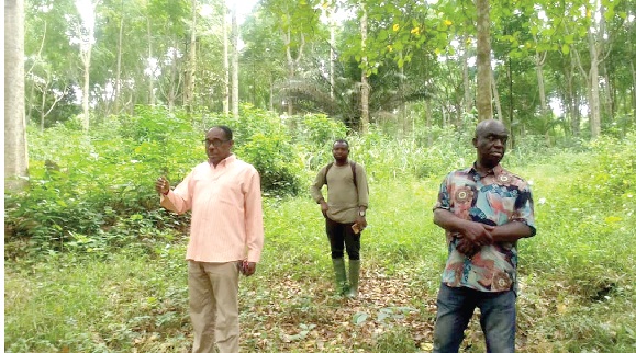 Officials of the Timber Industry Plantation Project on an inspection at the Afram Headworks plantation
