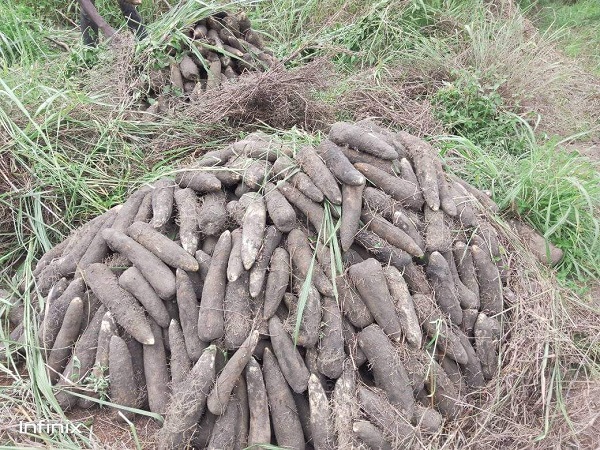 Heap of yam ready to be transported to markets in urban areas